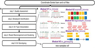 SVhawkeye: an ultra-fast software for user-friendly visualization of targeted structural fragments from BAM files